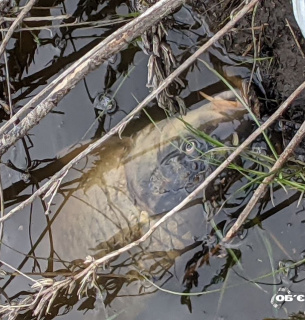 Фото: Об'єктив