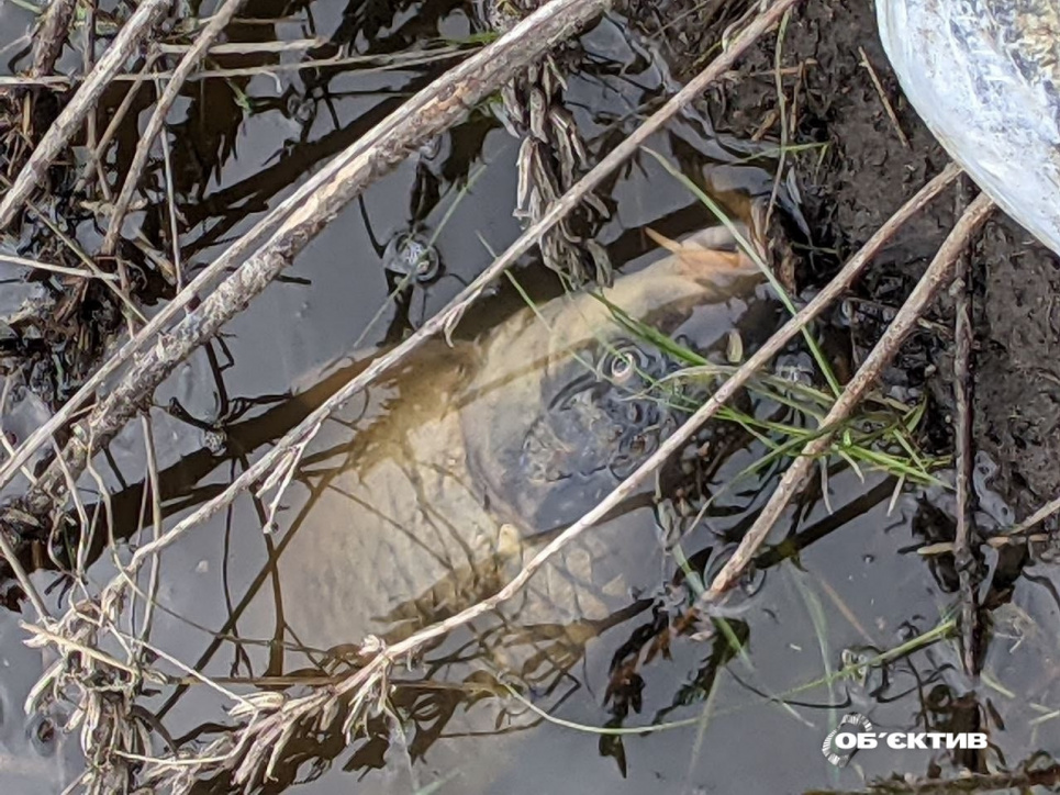 Фото: Об'єктив