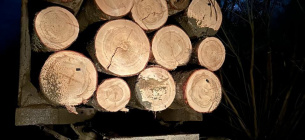 Справа про незаконну рубку на Буковині 2026: 5 млн грн збитків та арешт майна посадовця
