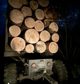 Справа про незаконну рубку на Буковині 2026: 5 млн грн збитків та арешт майна посадовця