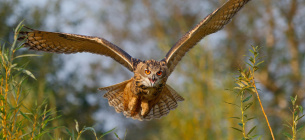 Возвращение филинов в дельту Дуная: новый этап ревайлдинга в Одесской области