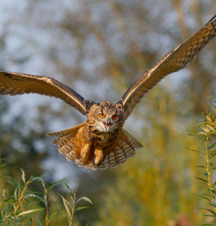 Повернення пугачів у дельту Дунаю: новий етап ревайлдингу на Одещині