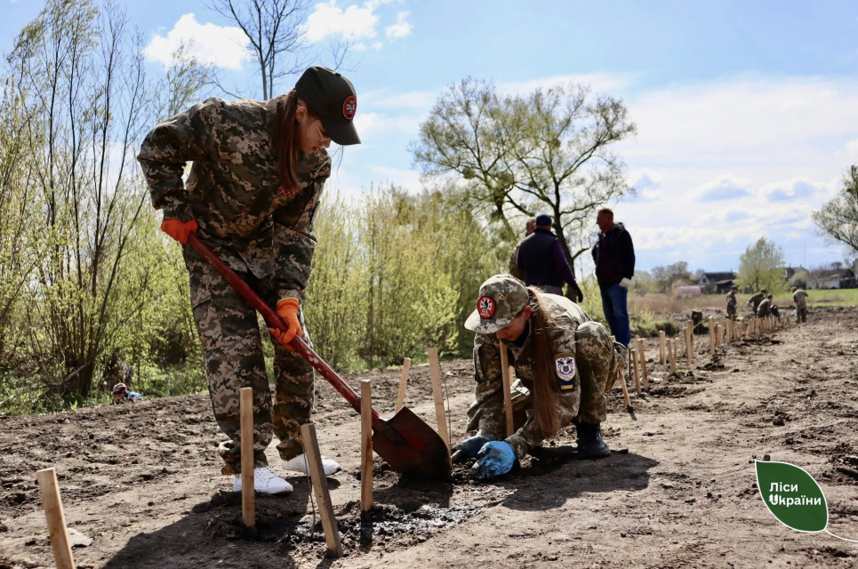 Фото: Ліси України