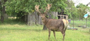 Олень Борис. Фото: Суспільне РІвне