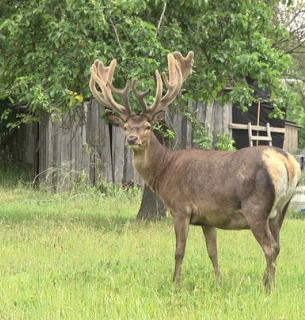 Олень Борис. Фото: Суспільне РІвне
