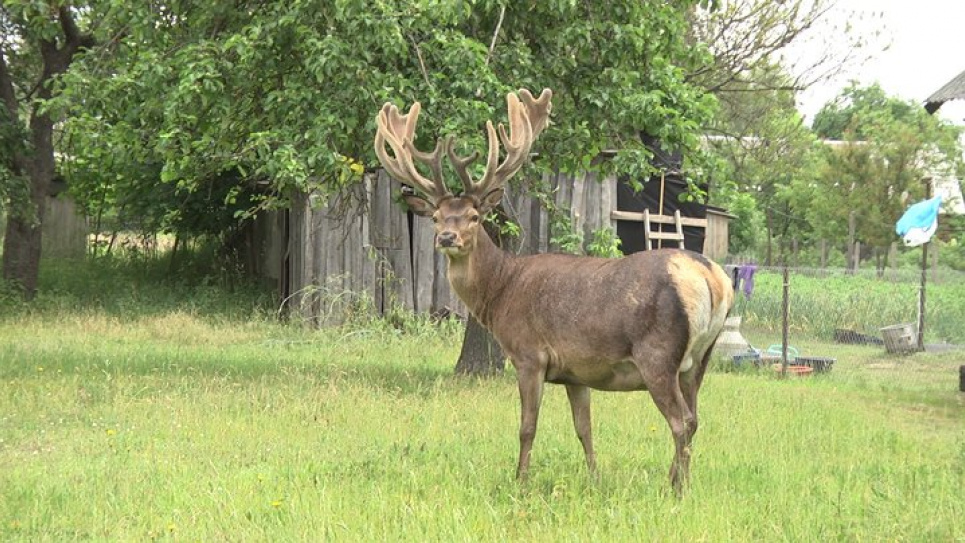 Олень Борис. Фото: Суспільне Рівне