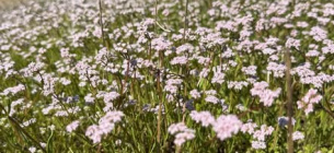 Валеріана у степах Бессарабії