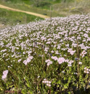 Валериана в степях Бессарабии