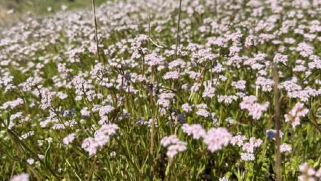 Валеріана у степах Бессарабії