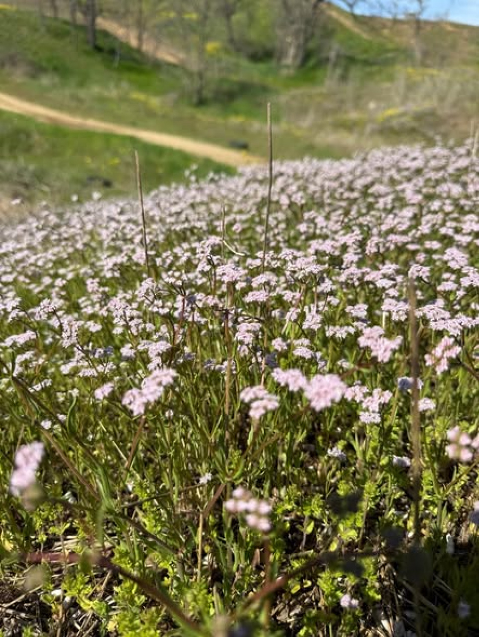 Валериана в степях Бессарабии