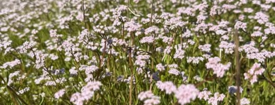 Валеріана у степах Бессарабії