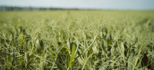 Фото: Superagronom.com
