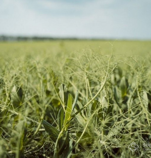 Фото: Superagronom.com