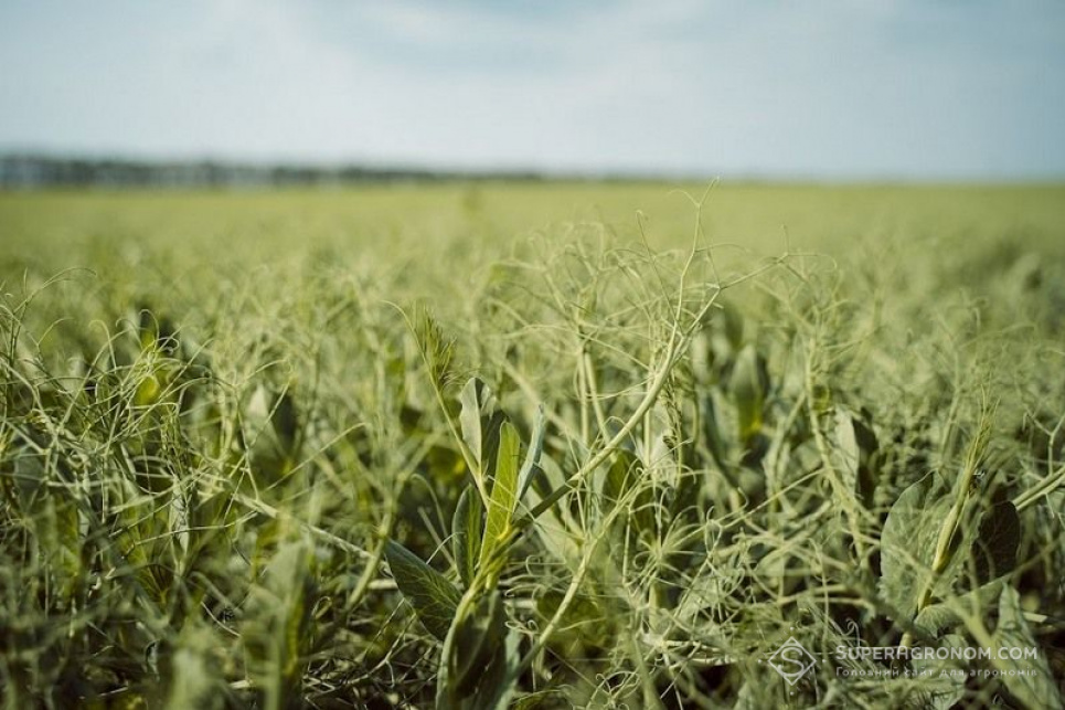 Фото: Superagronom.com