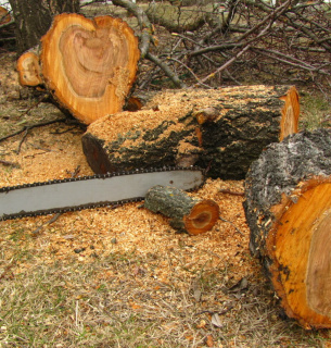 Штраф 850 грн за вирубку дерев на 100 тисяч: вирок суду