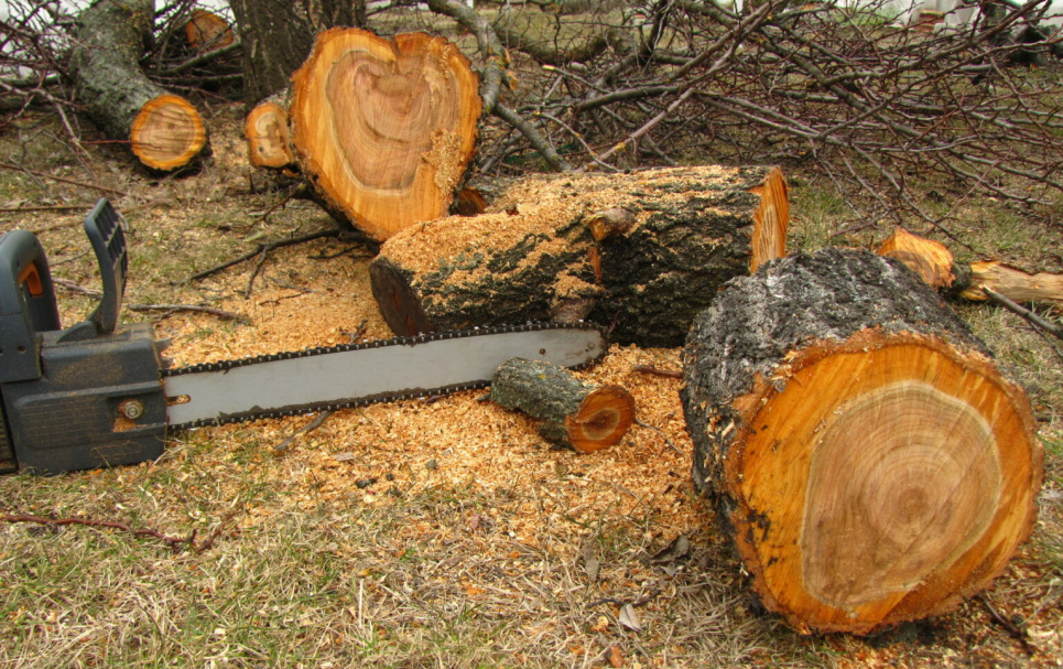 Штраф 850 грн за вирубку дерев на 100 тисяч: вирок суду