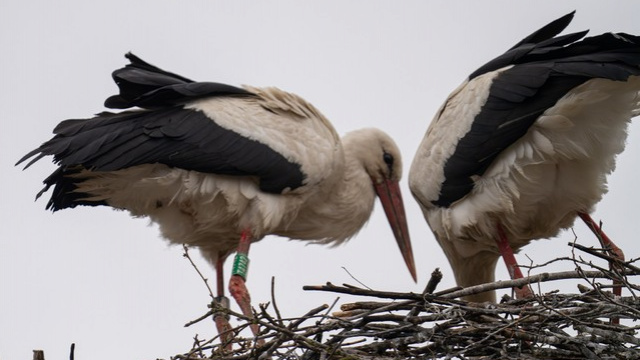 Фото Володимира Невмержицького