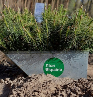 Відновлення лісу під Черкасами: чому сосну тепер садять разом із дубом