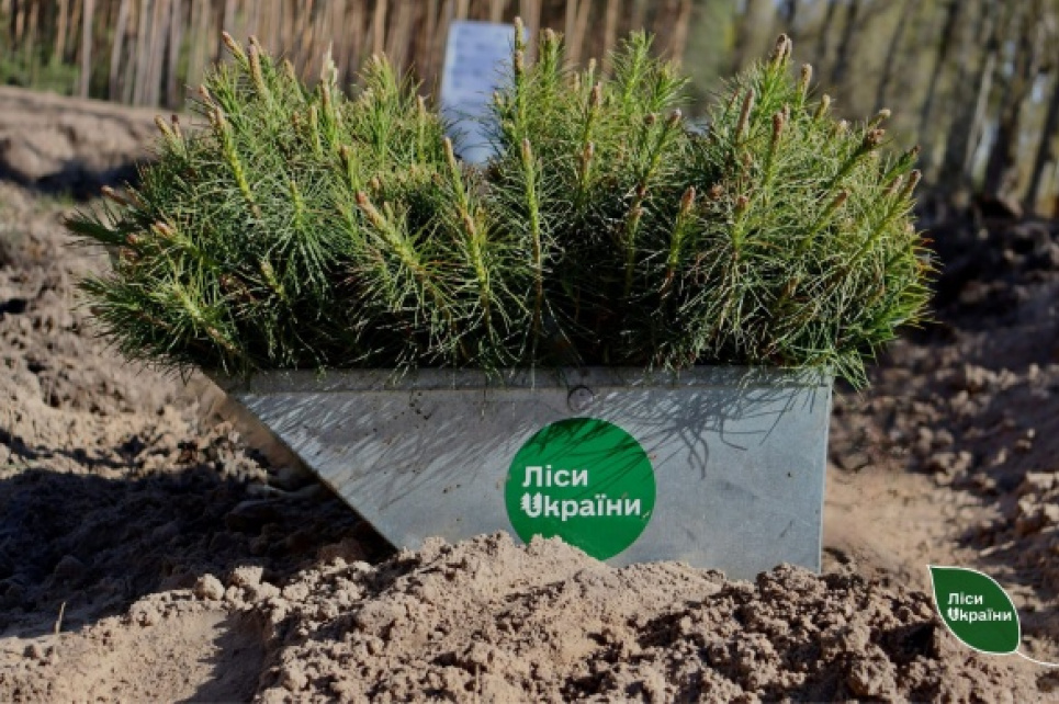 Відновлення лісу під Черкасами: чому сосну тепер садять разом із дубом