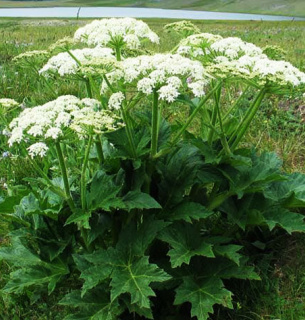 Боротьба з борщівником Сосновського