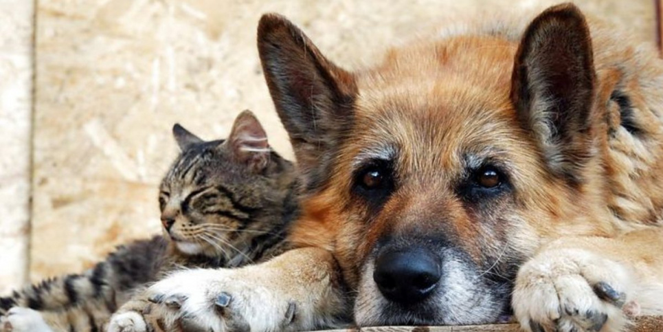 Фото із відкритих джерел