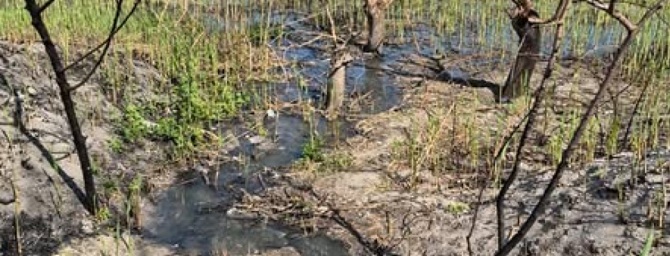 Витік стічних вод у парку «Ліски»