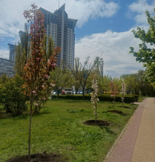 Фото: КМДА