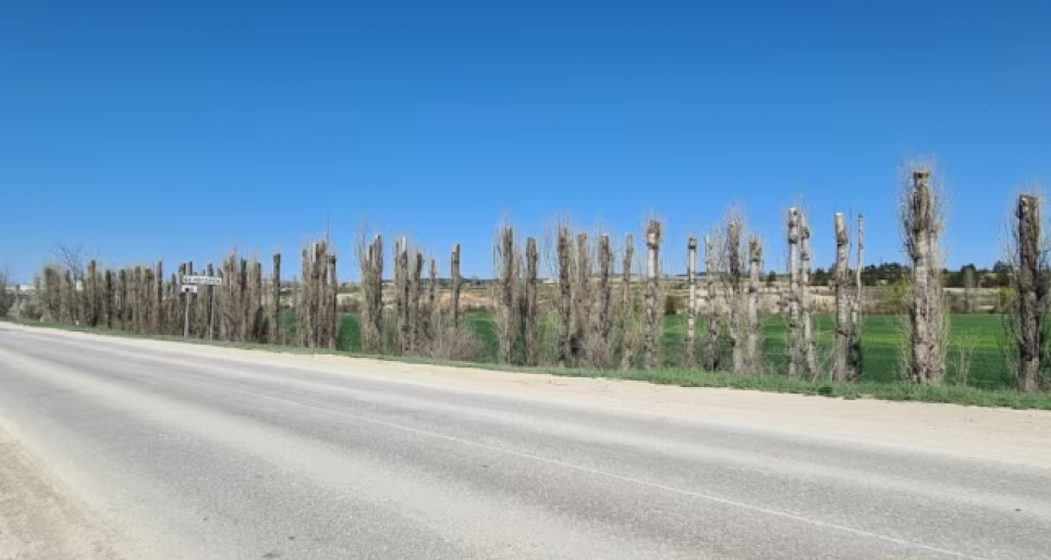 Глибока обрізка лісосмуги поблизу Білогірська, квітень 2026 року. Фото: Павел Кривошеев / RVE/RL