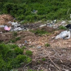 Засмічення Дністровського лиману