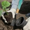 Висадка розсади огірків у теплицю: 6 помилок городників