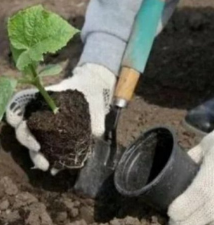 Висадка розсади огірків у теплицю: 6 помилок городників
