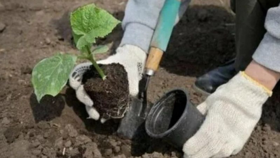 Высадка рассады огурцов в теплицу: 6 ошибок, которых следует избегать