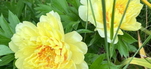 Garden Treasure (Садовий скарб)