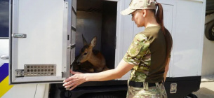 Тернопільські кінологи знайшли в полі та передали медикам поранену косулю