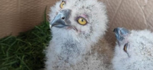 У зоопарку Черкас народилися пташенята червонокнижного пугача