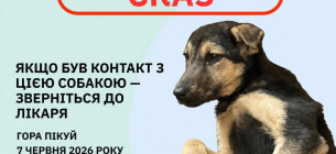 В Закарпатье лабораторно подтвердили бешенство у собаки, найденной на горе Пикуй