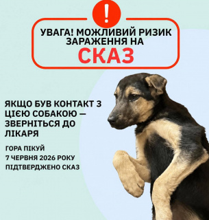 Спалах сказу на Закарпатті: у виснаженого собаки з гори Пікуй підтвердили вірус