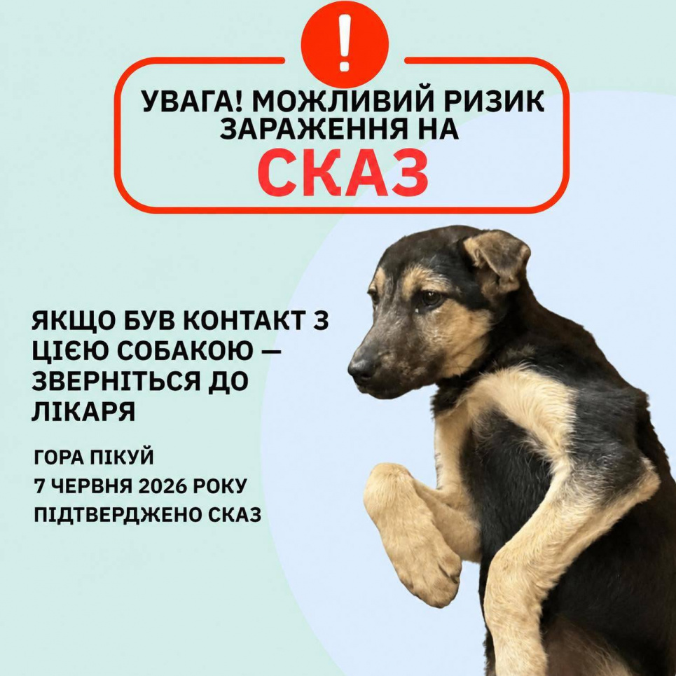 Спалах сказу на Закарпатті: у виснаженого собаки з гори Пікуй підтвердили вірус