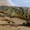 Крокодил нільський. Фото: KyivZoo