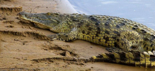 Крокодил нільський. Фото: KyivZoo
