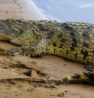 Крокодил нільський. Фото: KyivZoo