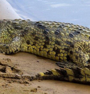 Крокодил нільський. Фото: KyivZoo