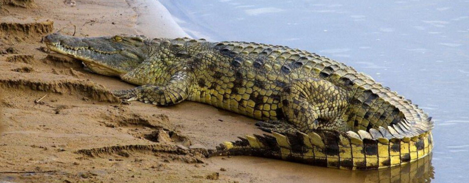 Крокодил нільський. Фото: KyivZoo