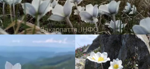 У Карпатах масово розквітла унікальна червонокнижна квітка сон Шерфеля (ФОТО)