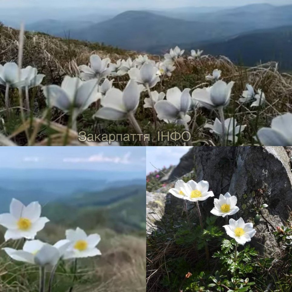 У Карпатах масово розквітла унікальна червонокнижна квітка сон Шерфеля (ФОТО)