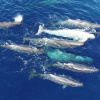 Фото: Asociación Tursiops