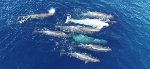 Фото: Asociación Tursiops