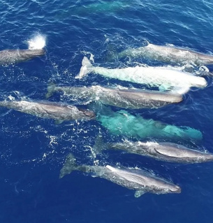 Фото: Asociación Tursiops