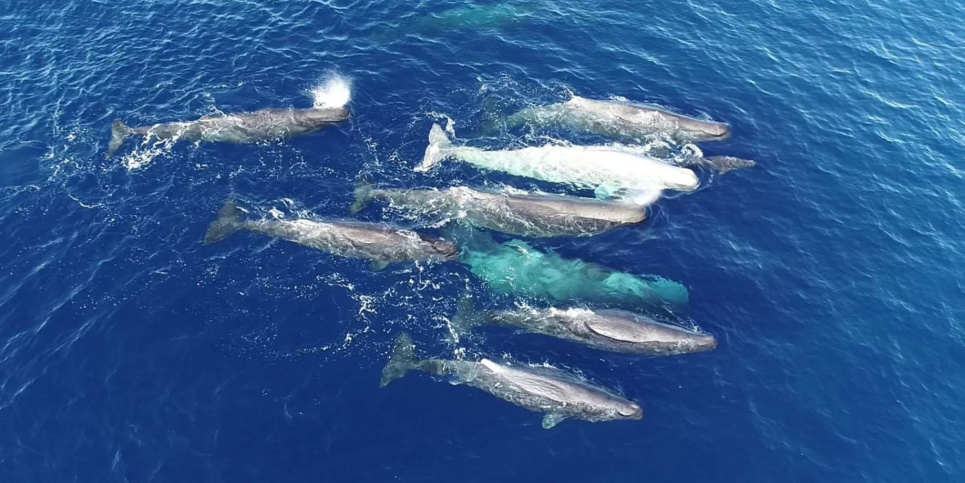 Фото: Asociación Tursiops
