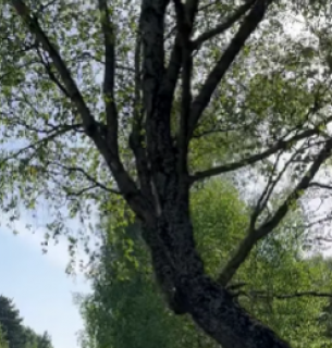 Чорна береза на Волині: унікальна ботанічна пам'ятка Полісся. Фото: скріншот з відео Старовижівської громади / Facebook